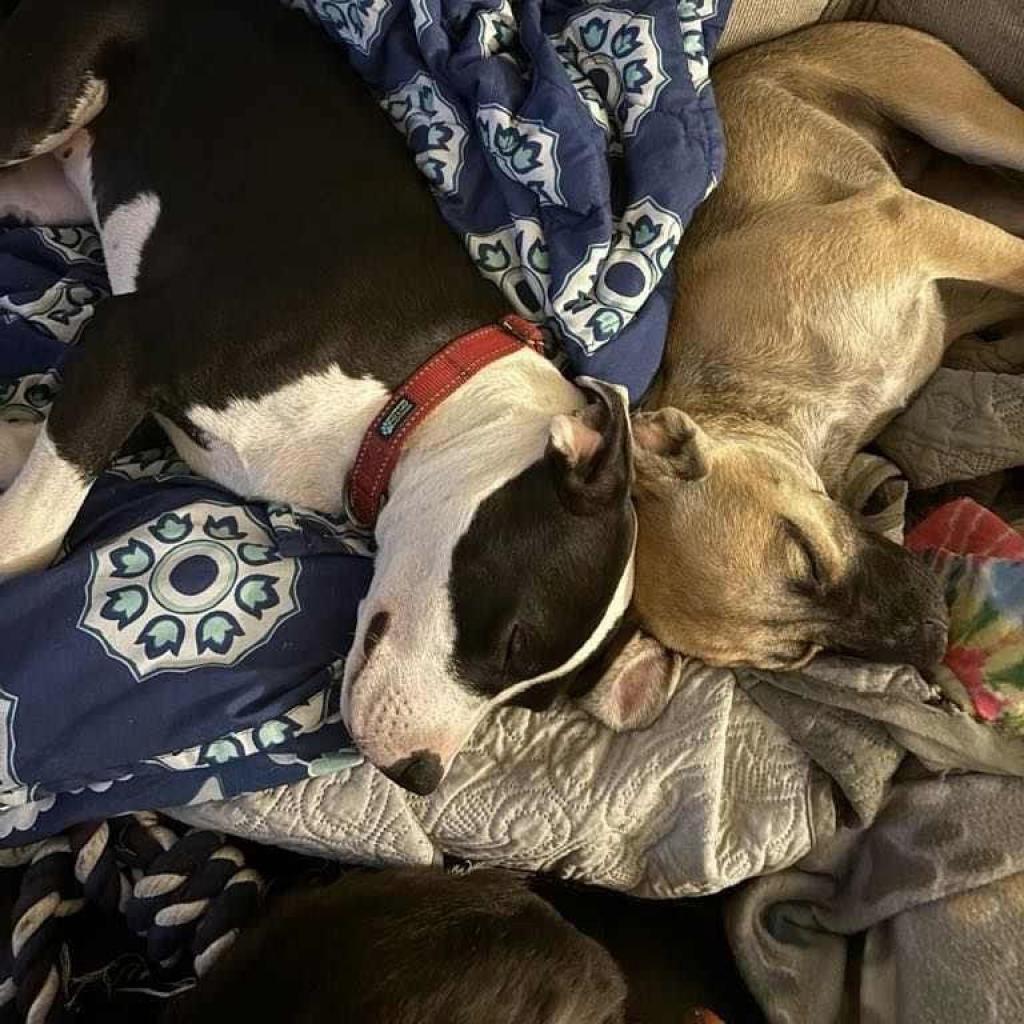 Enlarge Daisy, a Adoptable mixed breed in Bailey, NC image 6/6