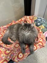 Enlarge Lisa, a ADOPTABLE Domestic Long Hair in Hamilton, MT image 1/3