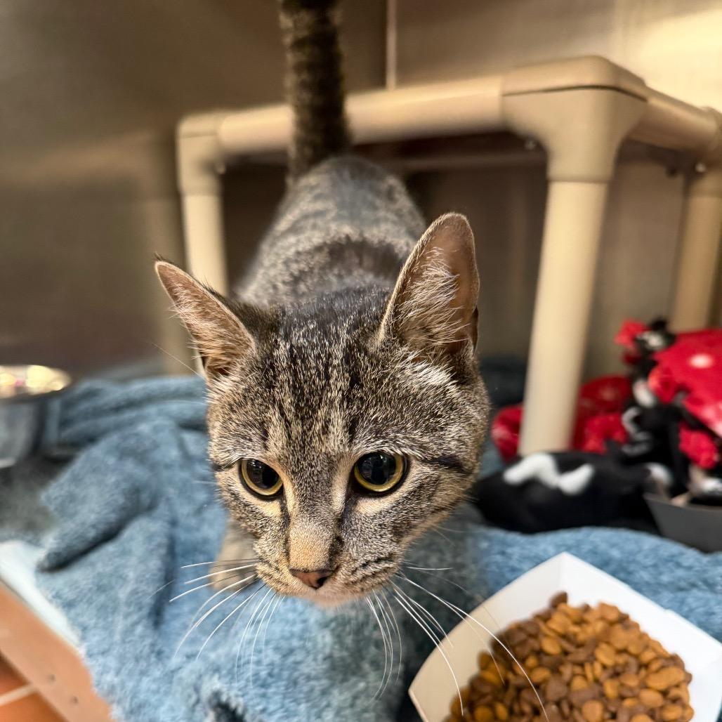 "Dusty", a Adoptable Domestic Short Hair in Conshohocken, PA image 1/2