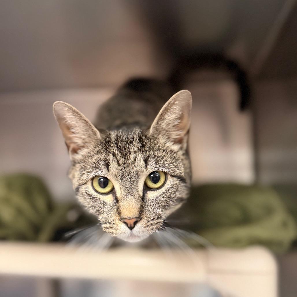 "Dusty", a Adoptable Domestic Short Hair in Conshohocken, PA image 2/2