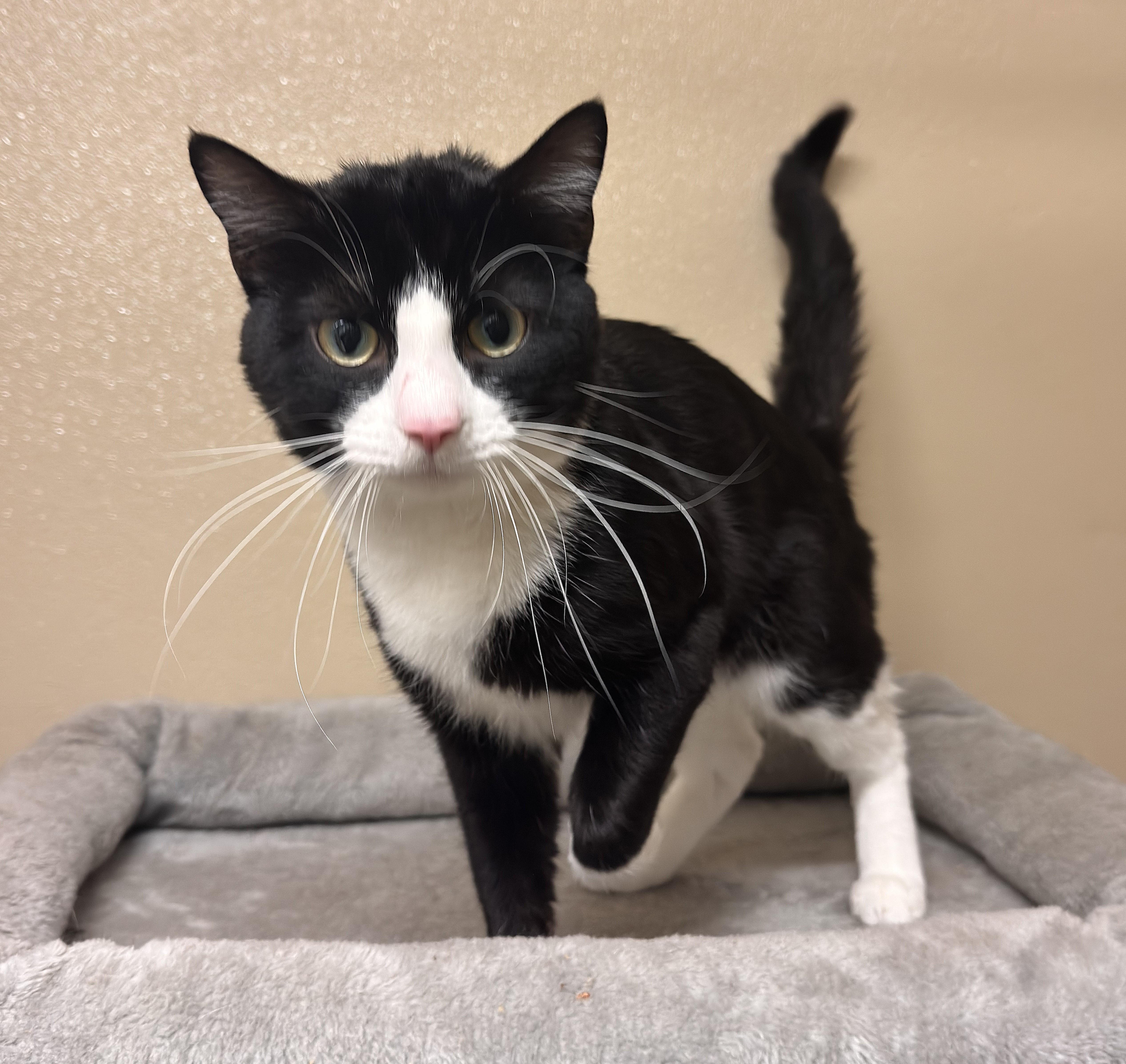 Enlarge Marley, a ADOPTABLE Domestic Short Hair in Kearneysville, WV image 2/3