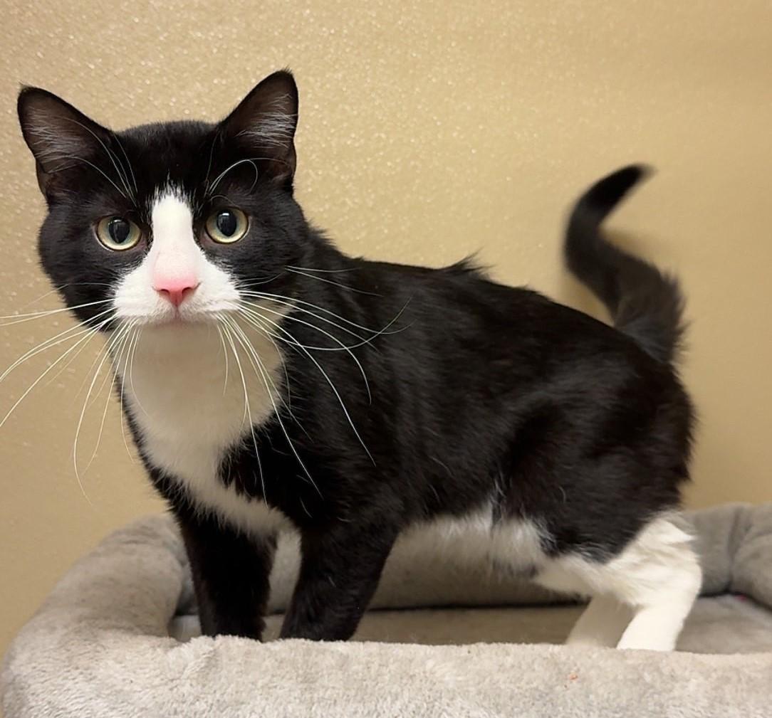 Marley, ADOPTABLE, Young Male Domestic Short Hair.