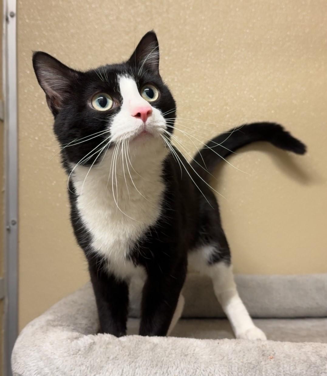 Enlarge Marley, a ADOPTABLE Domestic Short Hair in Kearneysville, WV image 3/3