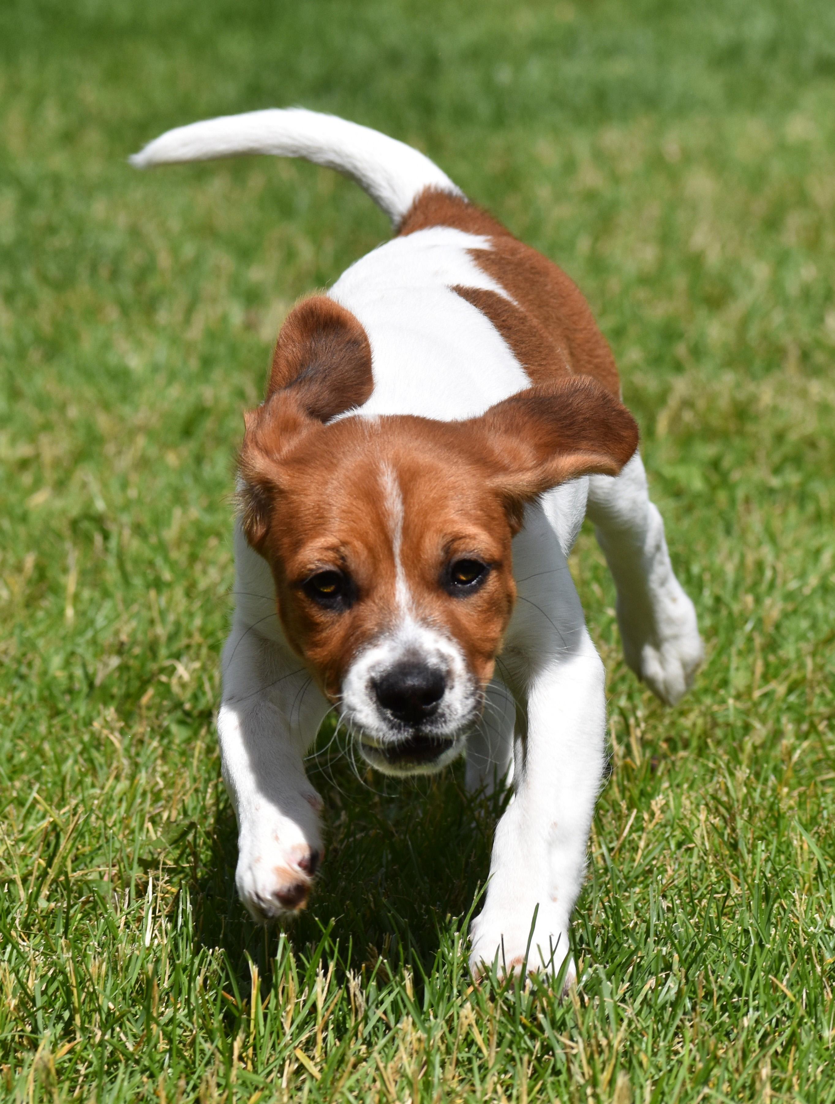 Cherie- Foster to Adopt, a Adoptable mixed breed in Wood Dale, IL image 3/6