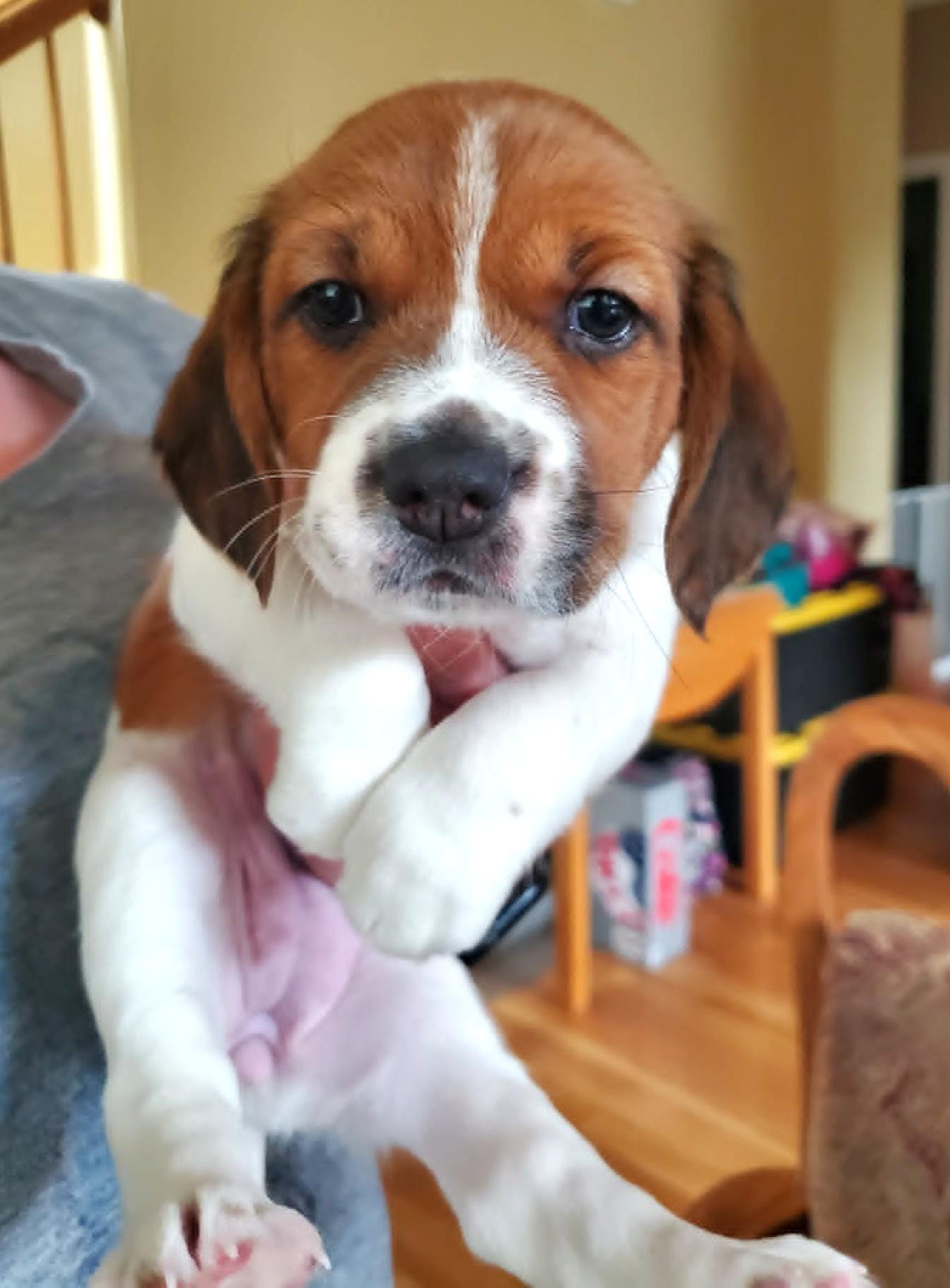Cherie- Foster to Adopt, Adoptable, Puppy Female Beagle & Pomeranian.