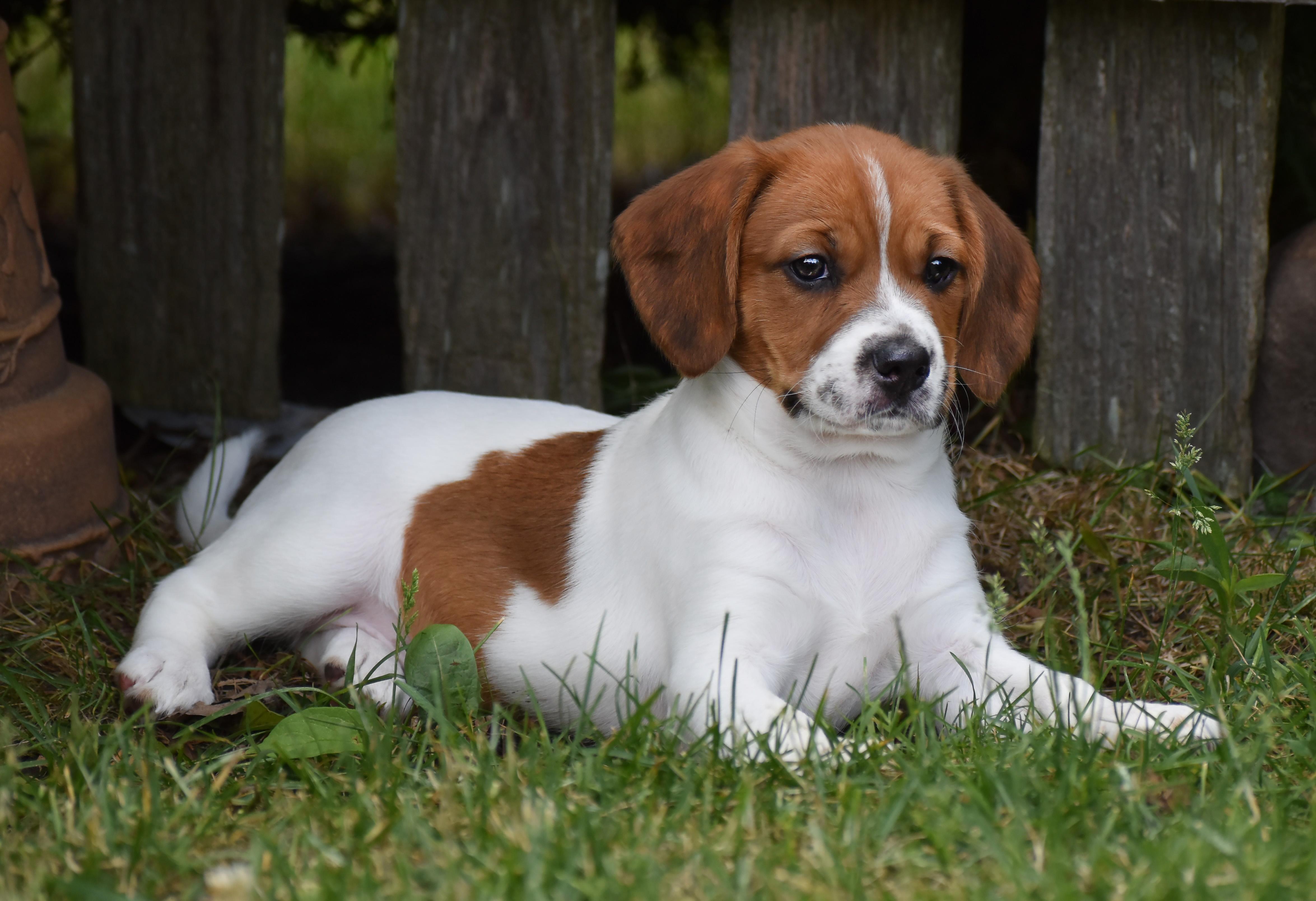 Cherie- Foster to Adopt, Adoptable, Puppy Female Beagle & Pomeranian.