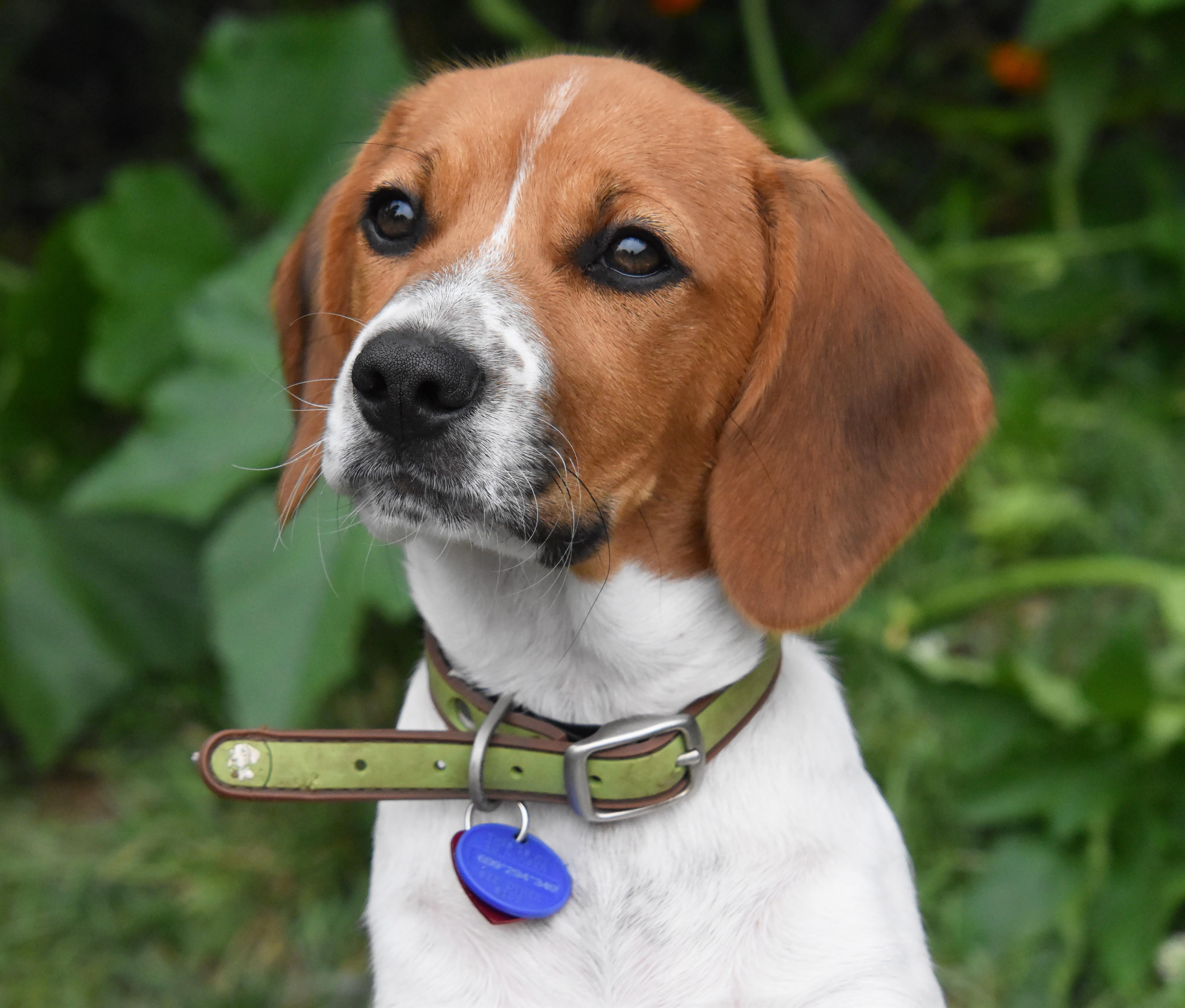 Cherie- Foster to Adopt, Adoptable, Puppy Female Beagle & Pomeranian.