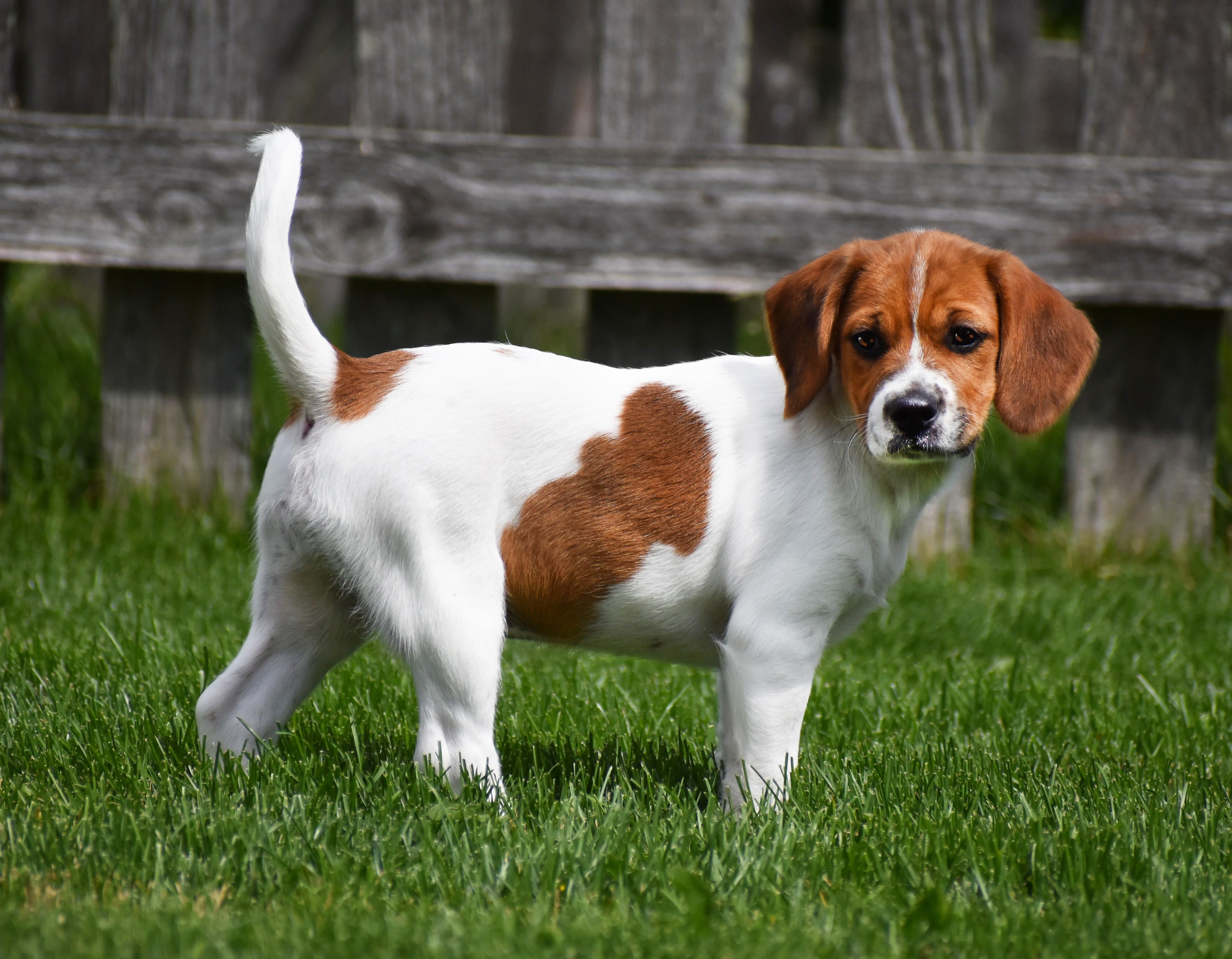 Cherie- Foster to Adopt, Adoptable, Puppy Female Beagle & Pomeranian.