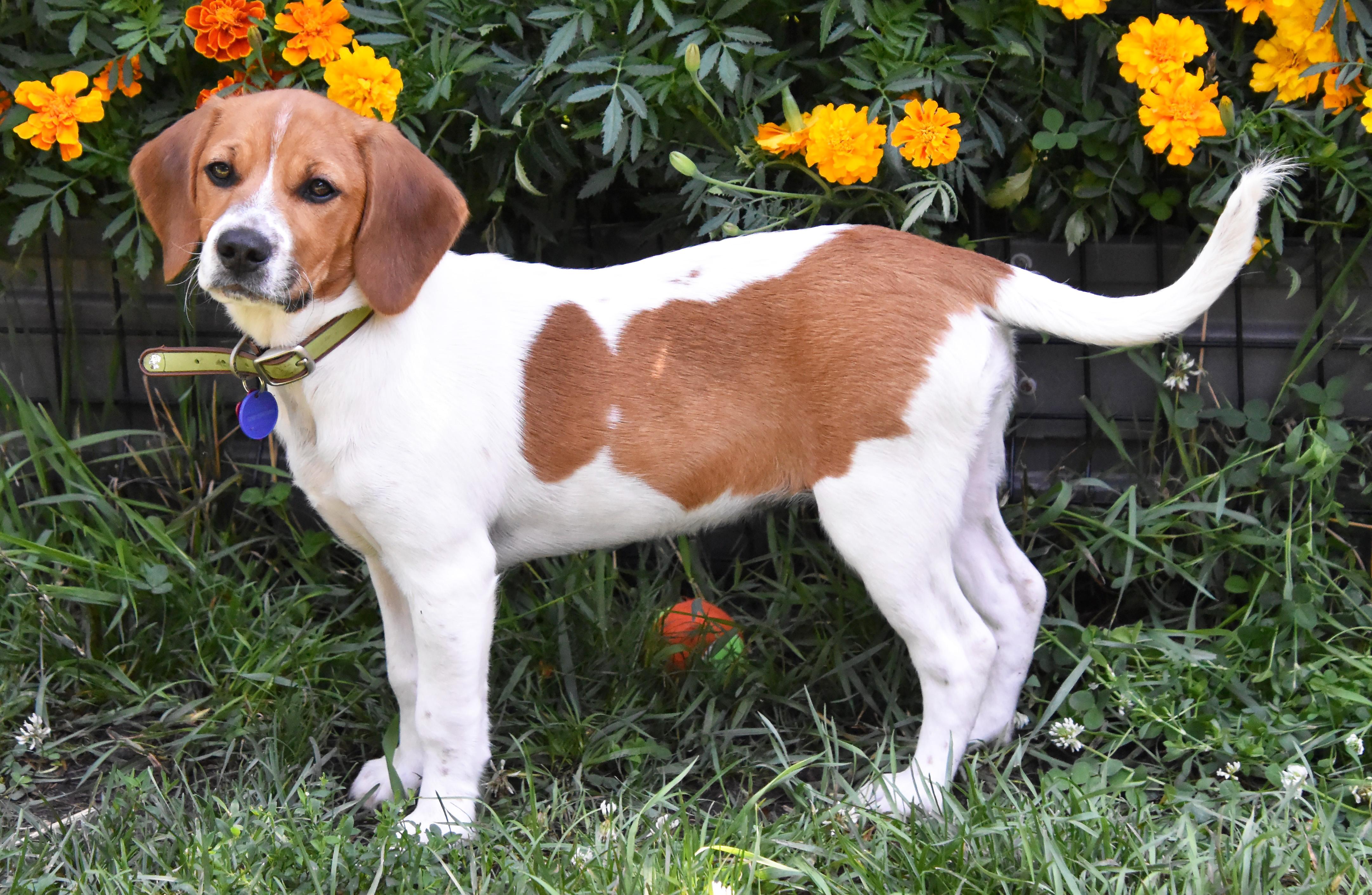 Cherie- Foster to Adopt, a Adoptable mixed breed in Wood Dale, IL image 2/6