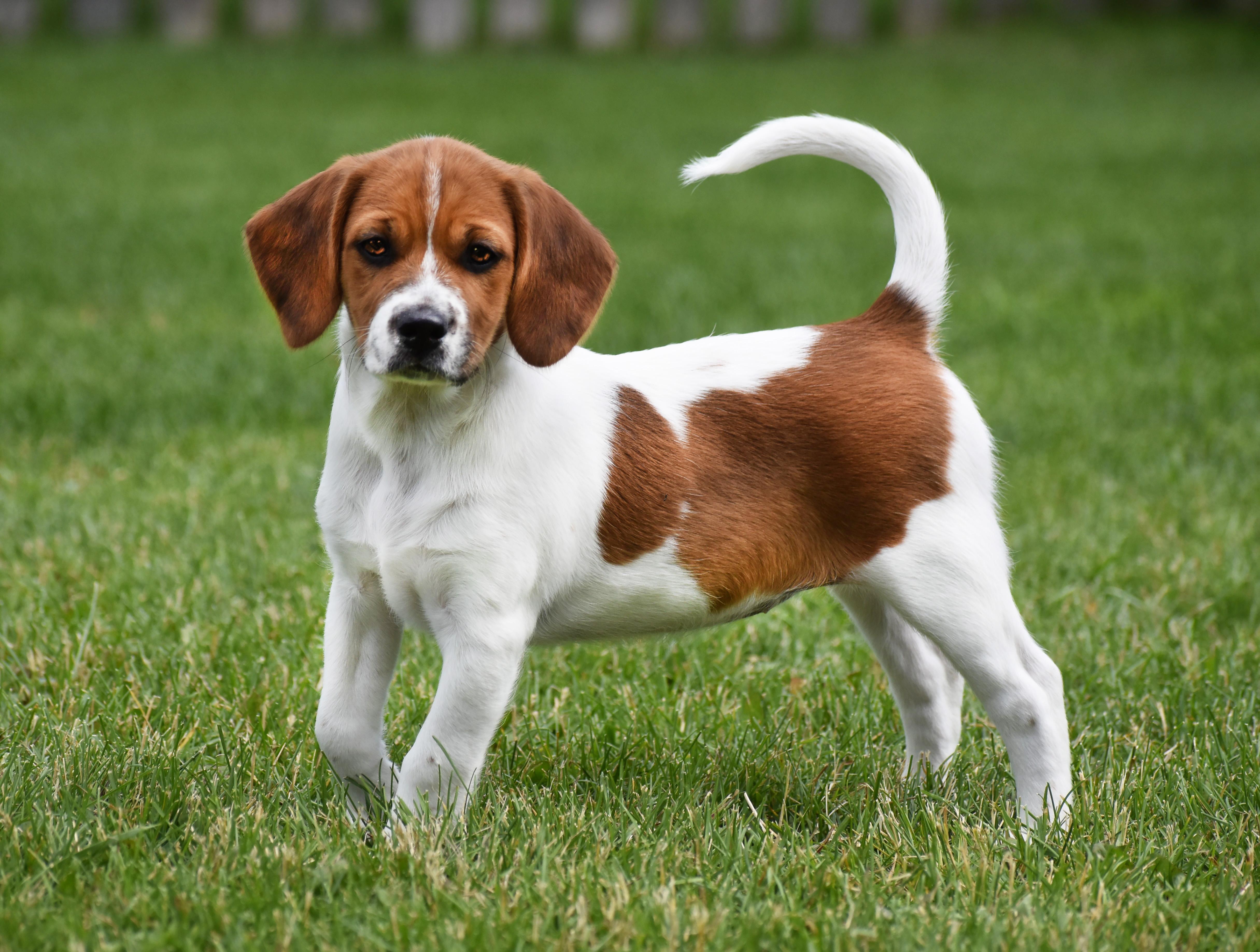 Cherie- Foster to Adopt, a Adoptable mixed breed in Wood Dale, IL image 1/6
