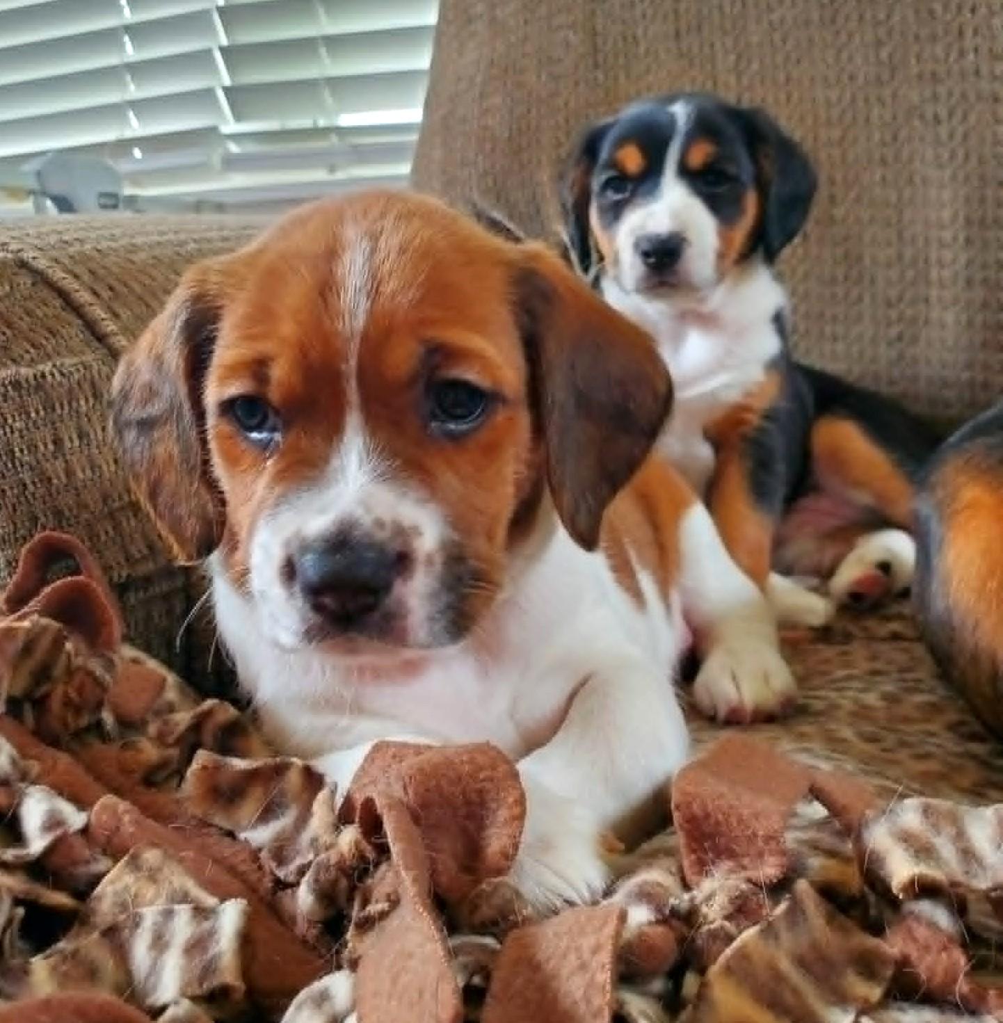 Cherie- Foster to Adopt, a Adoptable mixed breed in Wood Dale, IL image 3/6