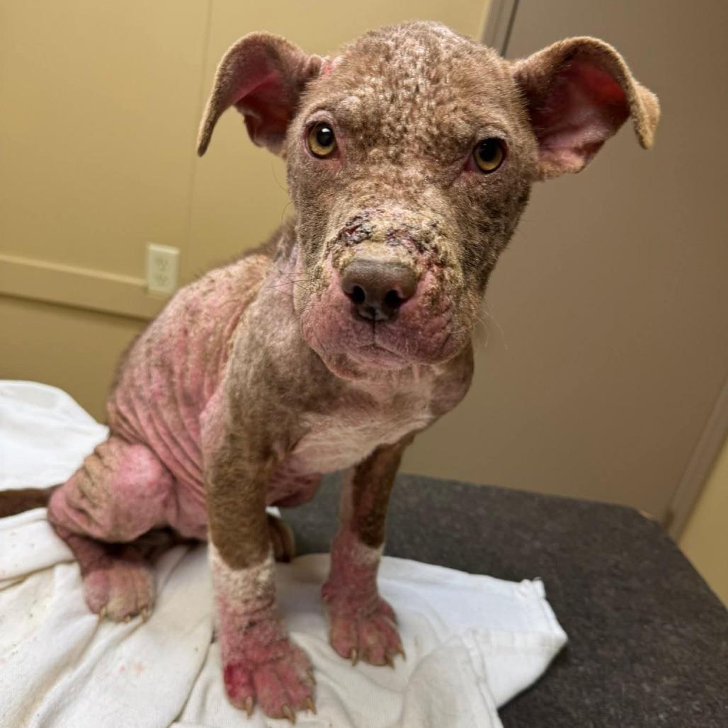 Ducky von Steven, a Adoptable Pit Bull Terrier in Jackson, MO image 1/6