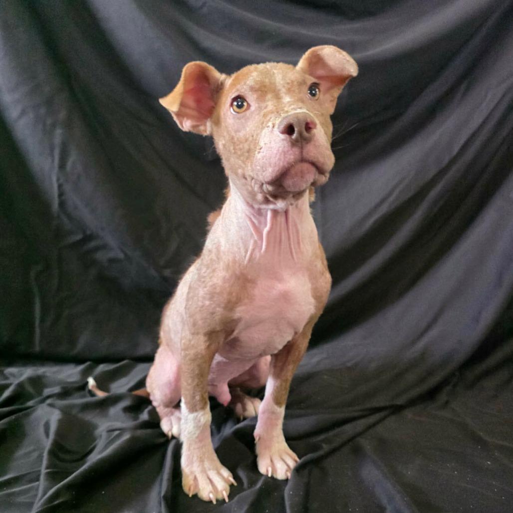 Ducky von Steven, a Adoptable Pit Bull Terrier in Jackson, MO image 2/6