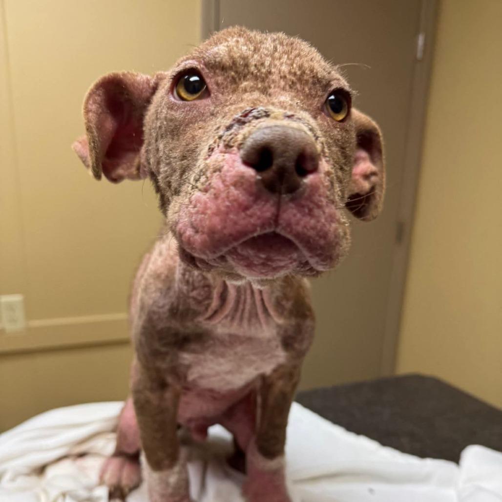 Ducky von Steven, a Adoptable Pit Bull Terrier in Jackson, MO image 3/6