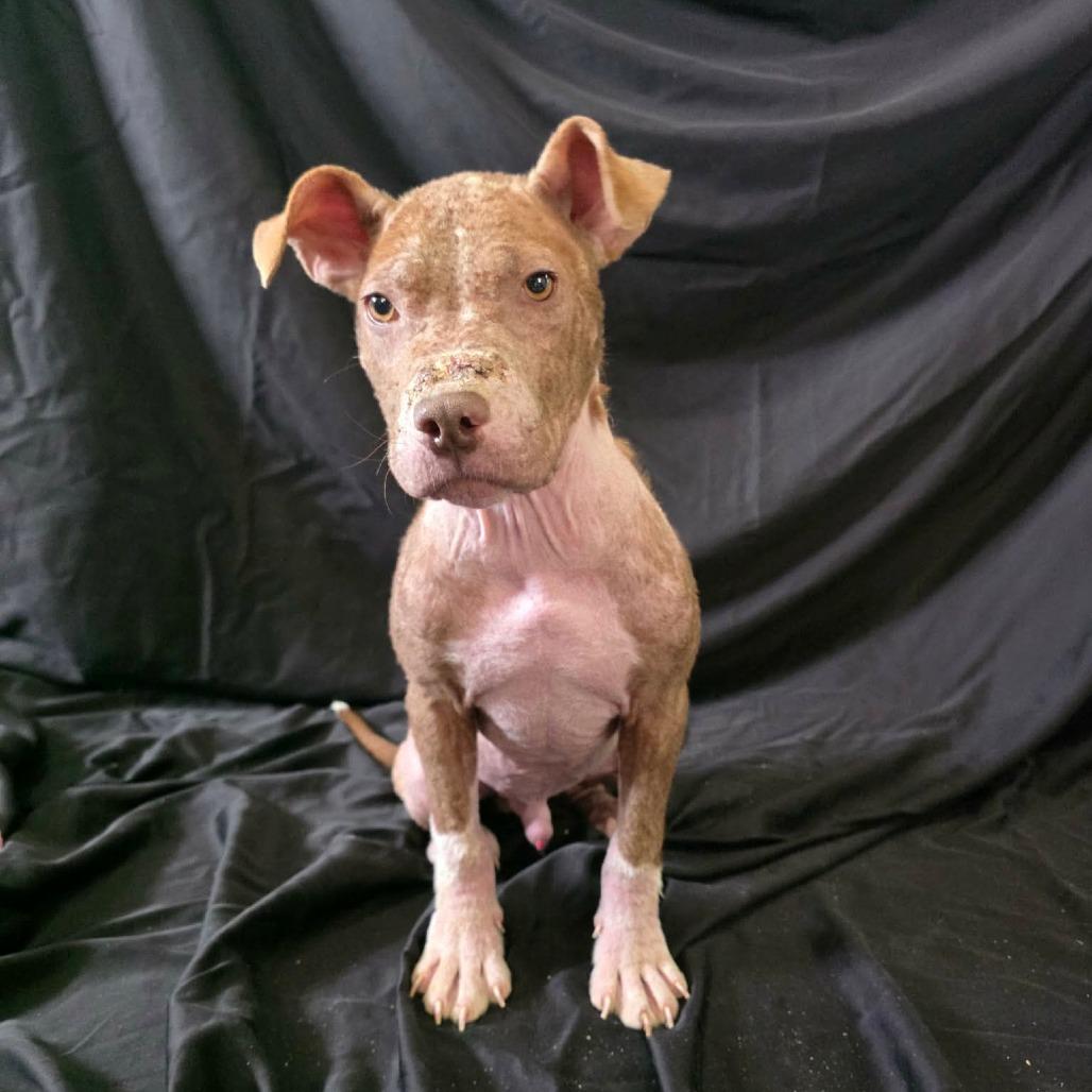 Ducky von Steven, a Adoptable Pit Bull Terrier in Jackson, MO image 4/6