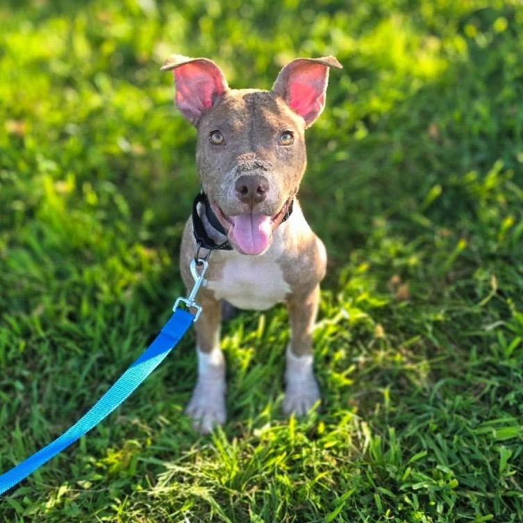 Ducky von Steven, a Adoptable Pit Bull Terrier in Jackson, MO image 5/6
