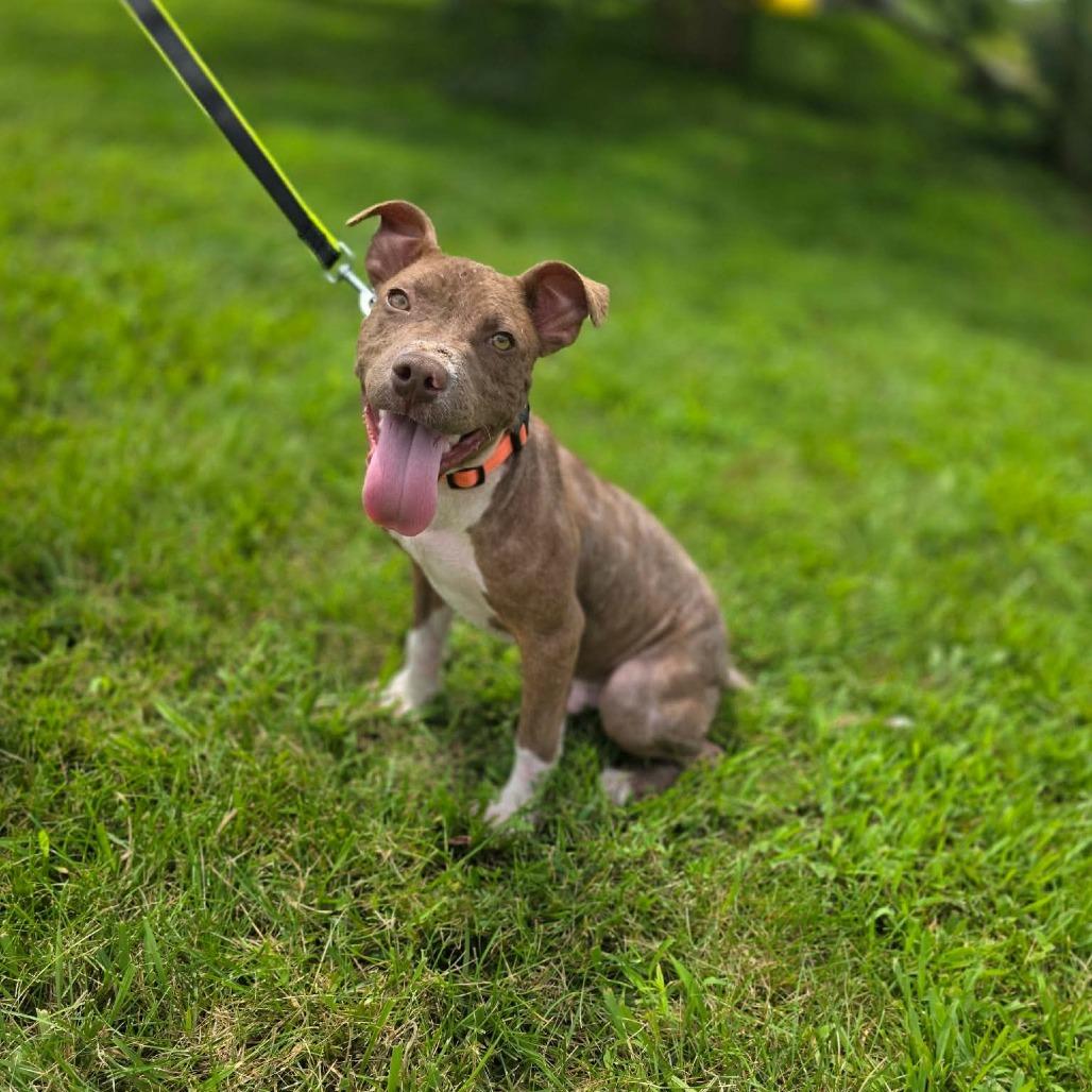 Ducky von Steven, a Adoptable Pit Bull Terrier in Jackson, MO image 6/6