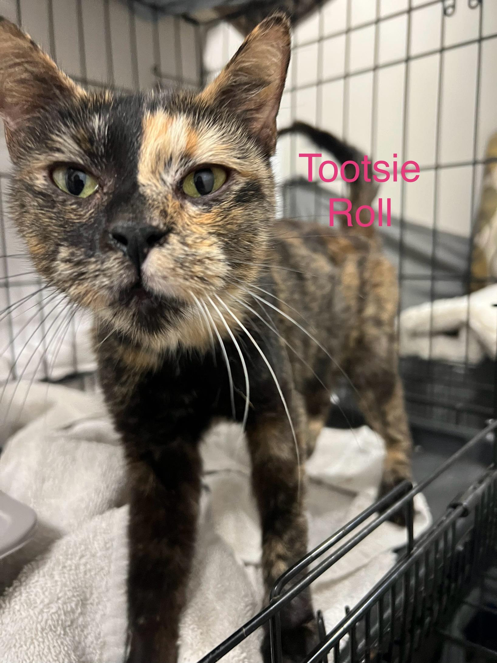 Enlarge Tootsie roll, a ADOPTABLE Domestic Short Hair in Davisburg, MI image 1/1