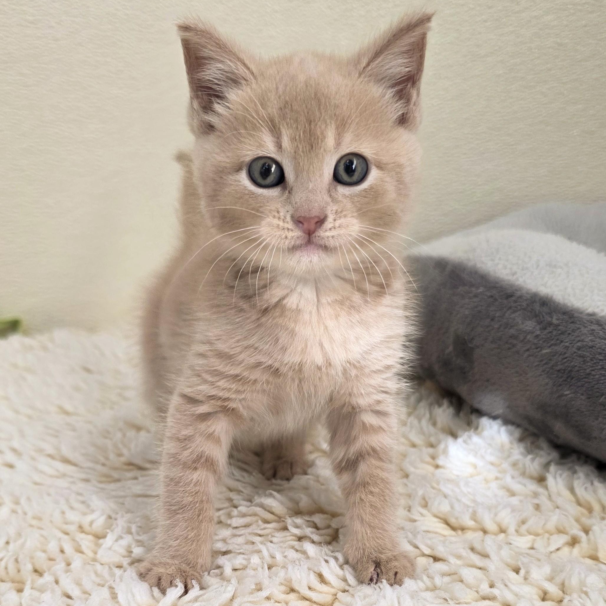 Enlarge Phoenix, a Adoptable Domestic Short Hair in Macomb Twp, MI image 1/4