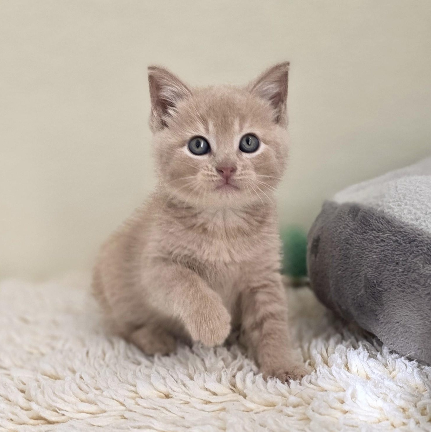 Enlarge Phoenix, a Adoptable Domestic Short Hair in Macomb Twp, MI image 4/4