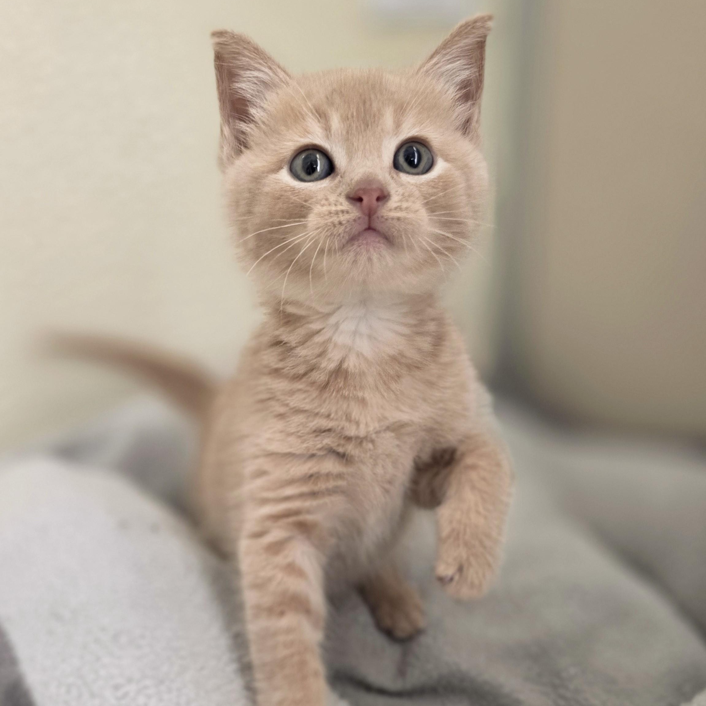 Enlarge Phoenix, a Adoptable Domestic Short Hair in Macomb Twp, MI image 3/4