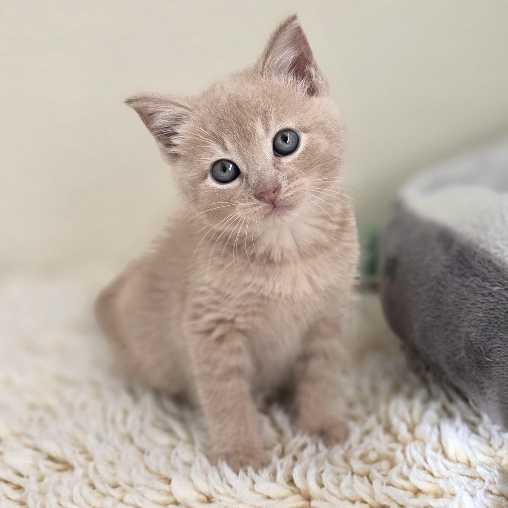 Enlarge Phoenix, a Adoptable Domestic Short Hair in Macomb Twp, MI image 2/4