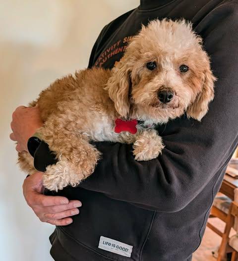 Enlarge Tabitha, a Adoptable Miniature Poodle in Whitewater, WI image 3/6