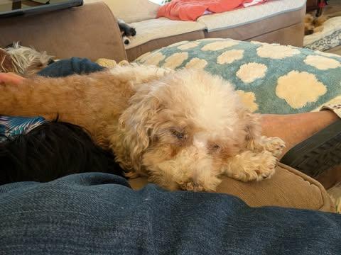 Enlarge Tabitha, a Adoptable Miniature Poodle in Whitewater, WI image 6/6