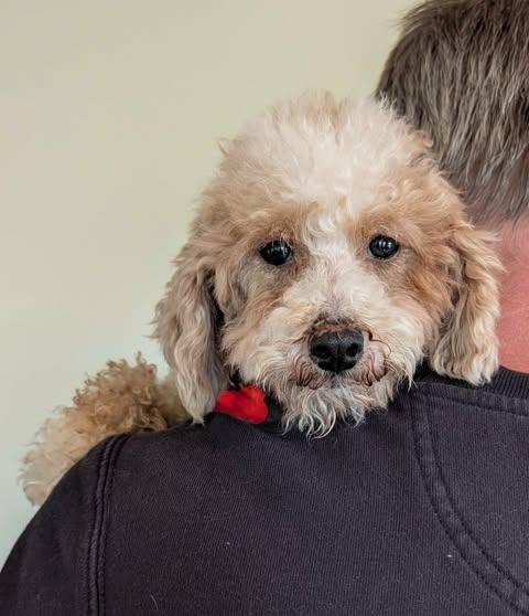 Tabitha, Adoptable, Adult Female Miniature Poodle.