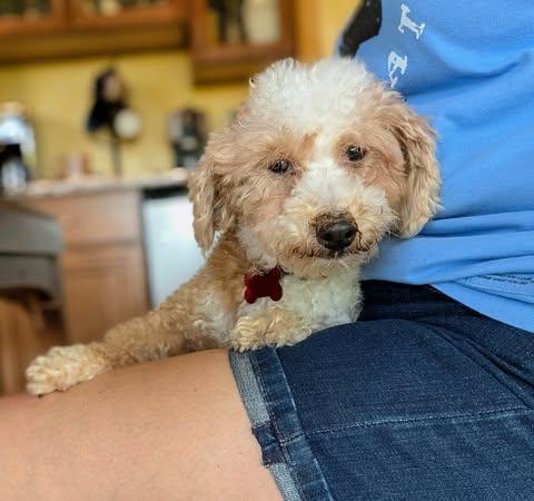 Enlarge Tabitha, a Adoptable Miniature Poodle in Whitewater, WI image 5/6