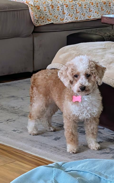 Enlarge Tabitha, a Adoptable Miniature Poodle in Whitewater, WI image 2/6