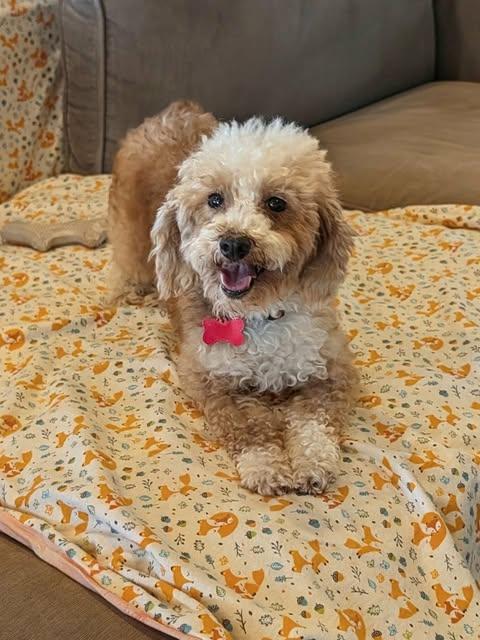 Enlarge Tabitha, a Adoptable Miniature Poodle in Whitewater, WI image 4/6