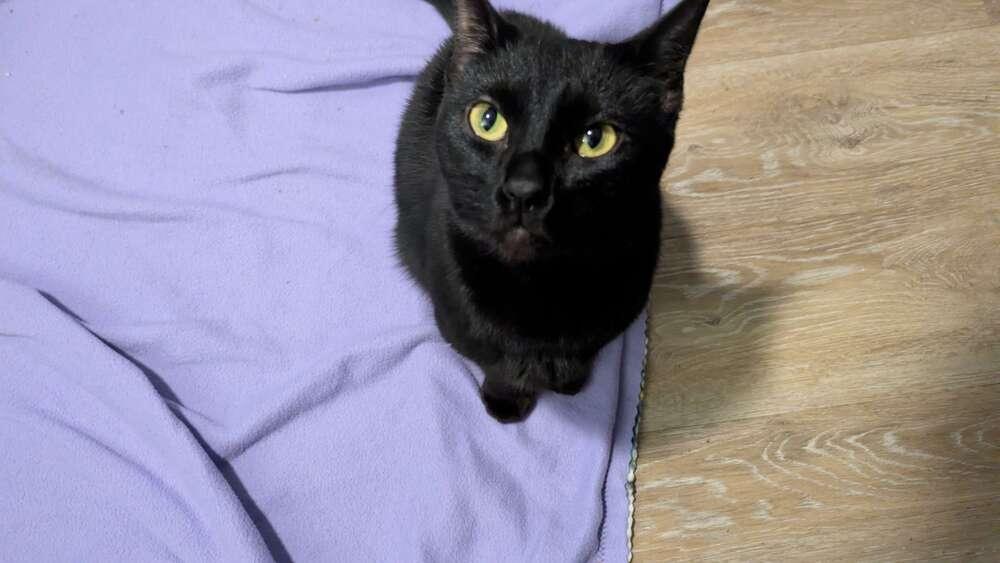 Boo, Adoptable, Young Female Domestic Short Hair.