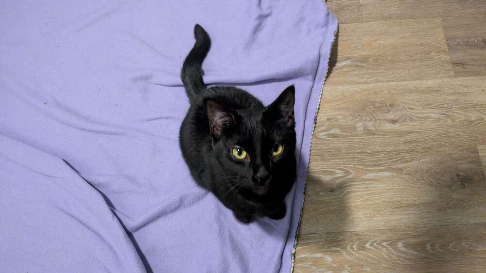 Enlarge Boo, a Adoptable Domestic Short Hair in Grand Rapids, MI image 2/4