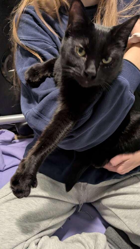 Enlarge Boo, a Adoptable Domestic Short Hair in Grand Rapids, MI image 3/4