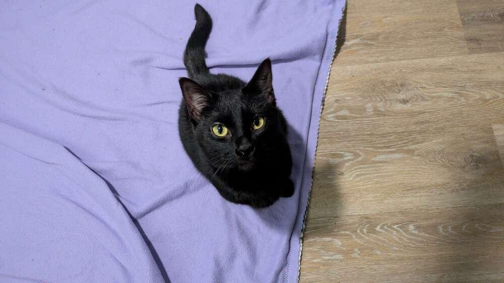 Enlarge Boo, a Adoptable Domestic Short Hair in Grand Rapids, MI image 4/4