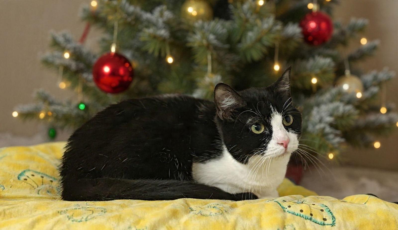 Zoe 25/804, Adoptable, Adult Female Domestic Short Hair.