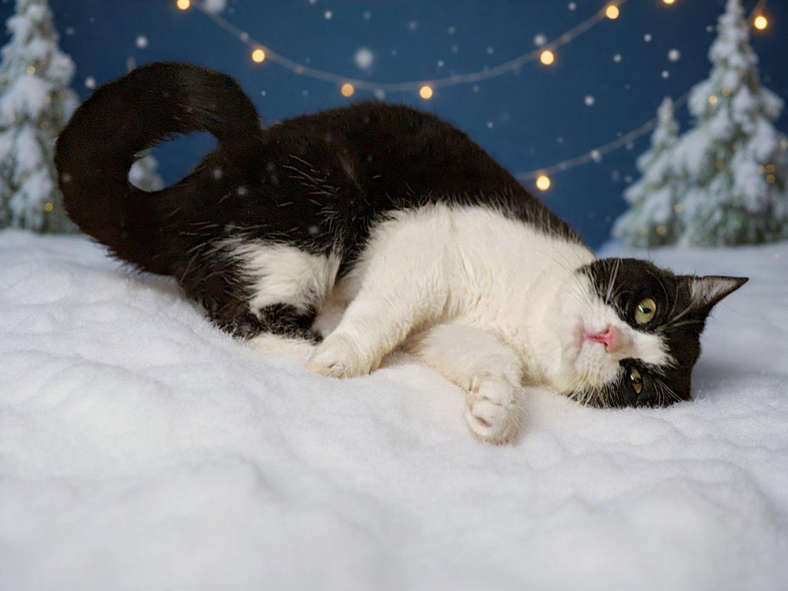 Enlarge Zoe 25/804, a Adoptable Domestic Short Hair in Talladega, AL image 2/3