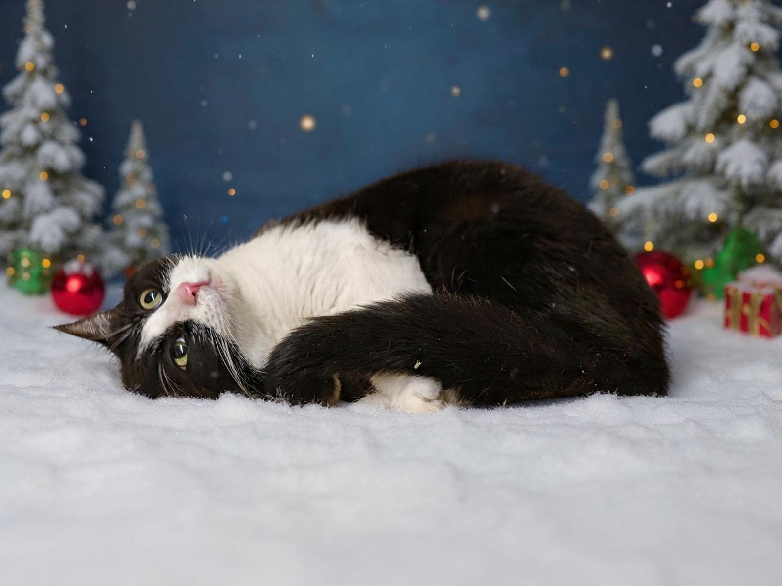 Enlarge Zoe 25/804, a Adoptable Domestic Short Hair in Talladega, AL image 3/3