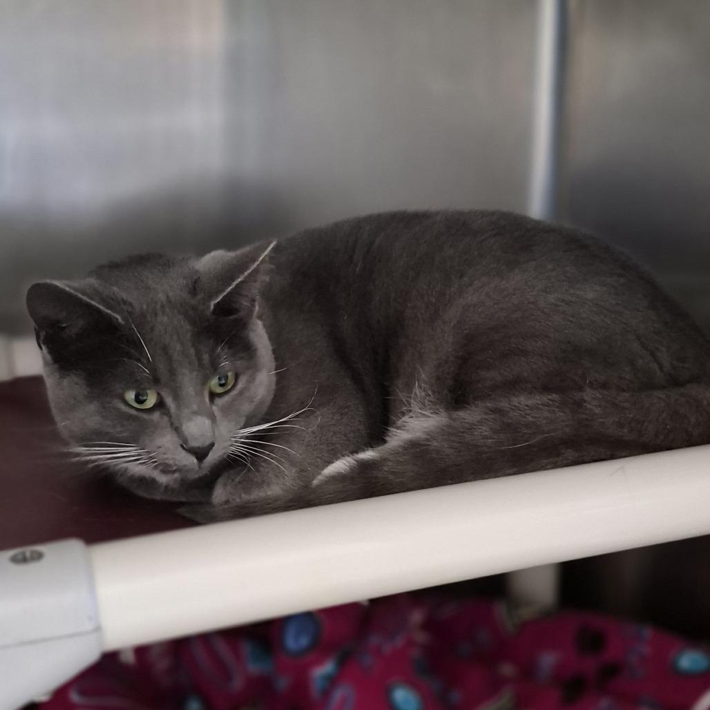 Zoe, a Adoptable Domestic Short Hair in Fort Bragg, CA image 1/3