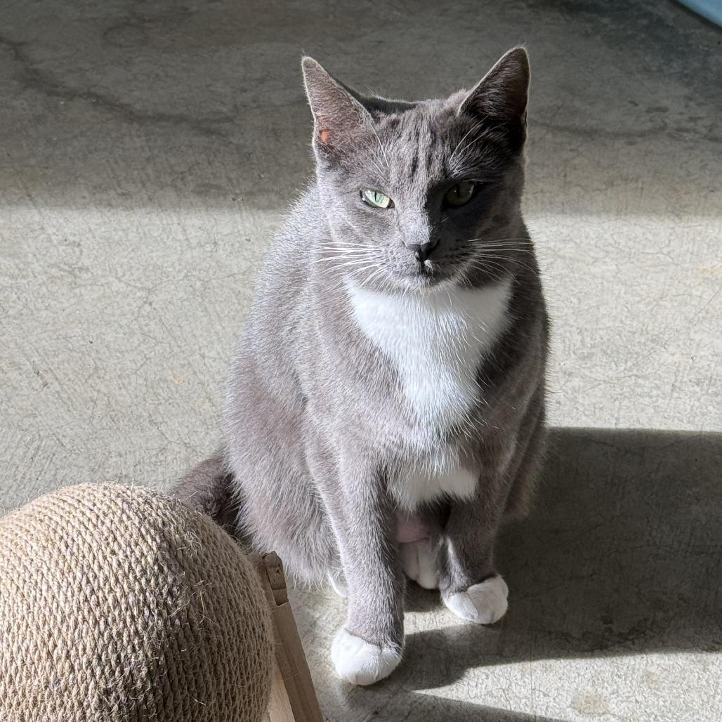 Zoe, a Adoptable Domestic Short Hair in Fort Bragg, CA image 2/3