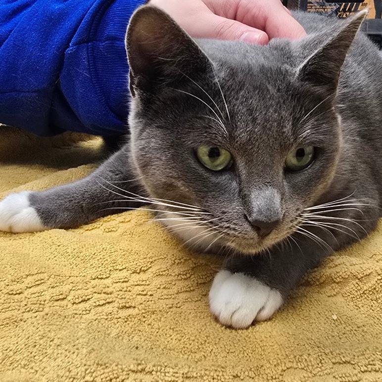 Zoe, a Adoptable Domestic Short Hair in Fort Bragg, CA image 3/3