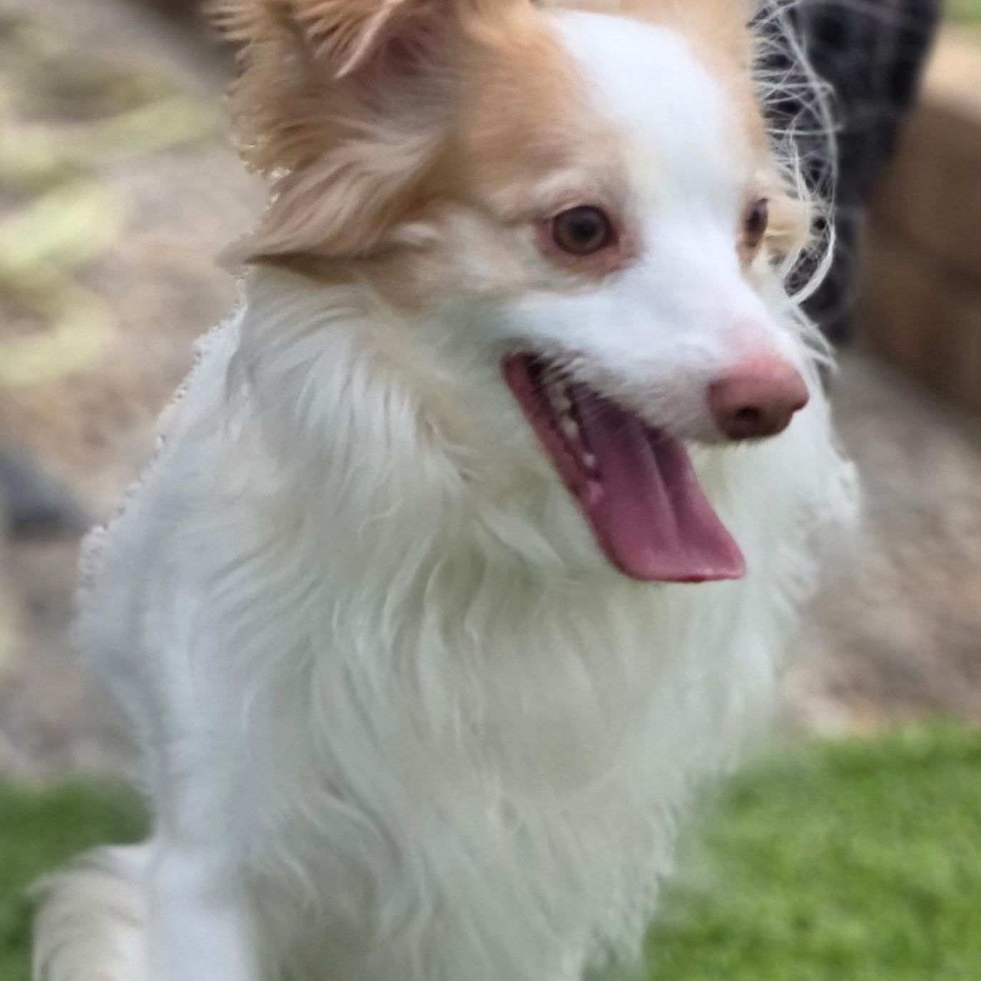 Enlarge Snoopy, a ADOPTABLE Chihuahua in Anderson, SC image 2/2