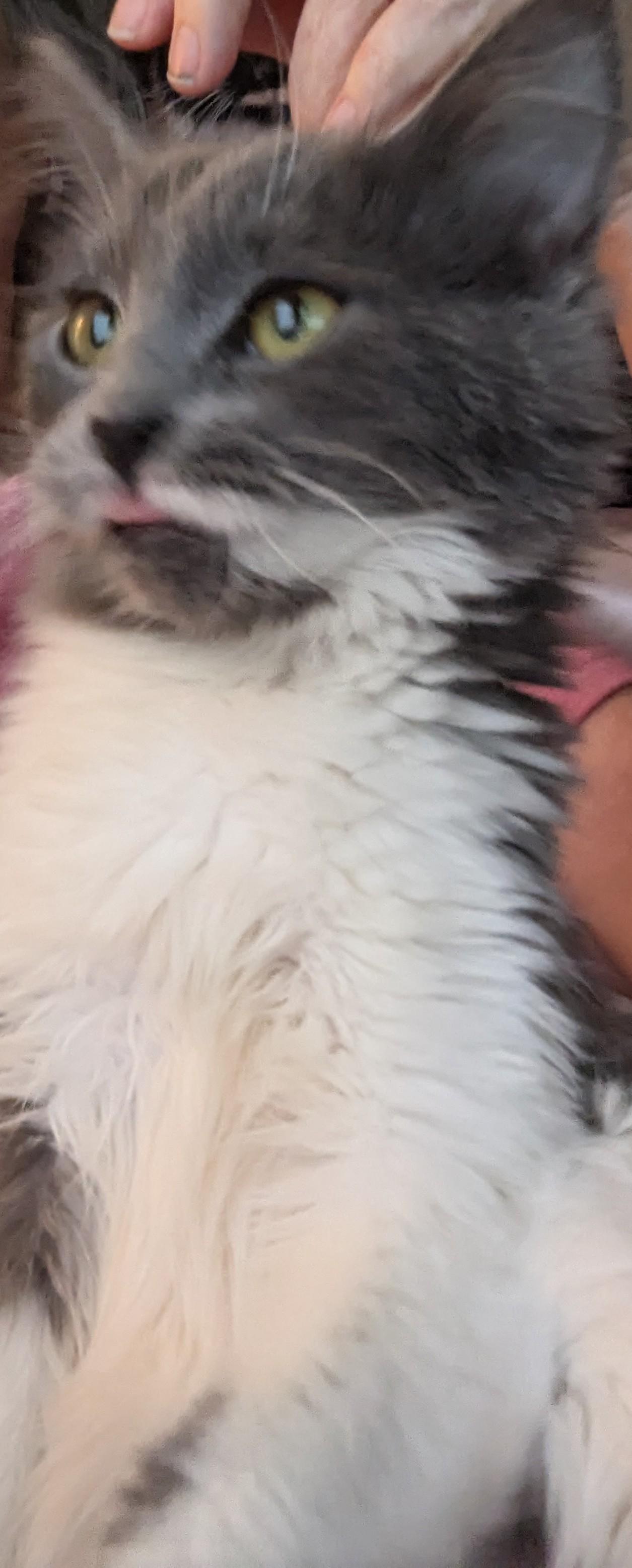 Enlarge Olive, an adopted Siberian in Malden, MA image 5/6