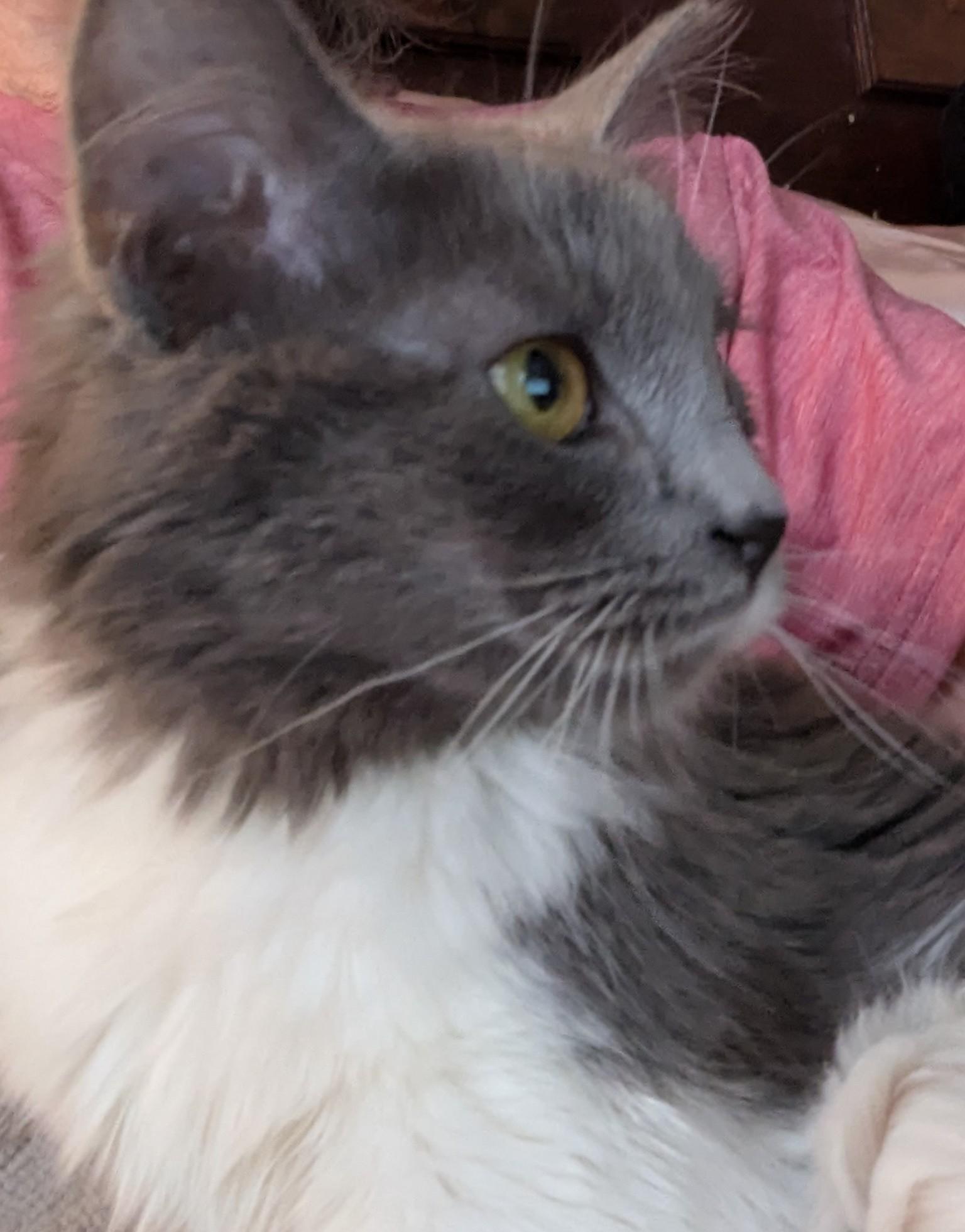 Enlarge Olive, an adopted Siberian in Malden, MA image 6/6