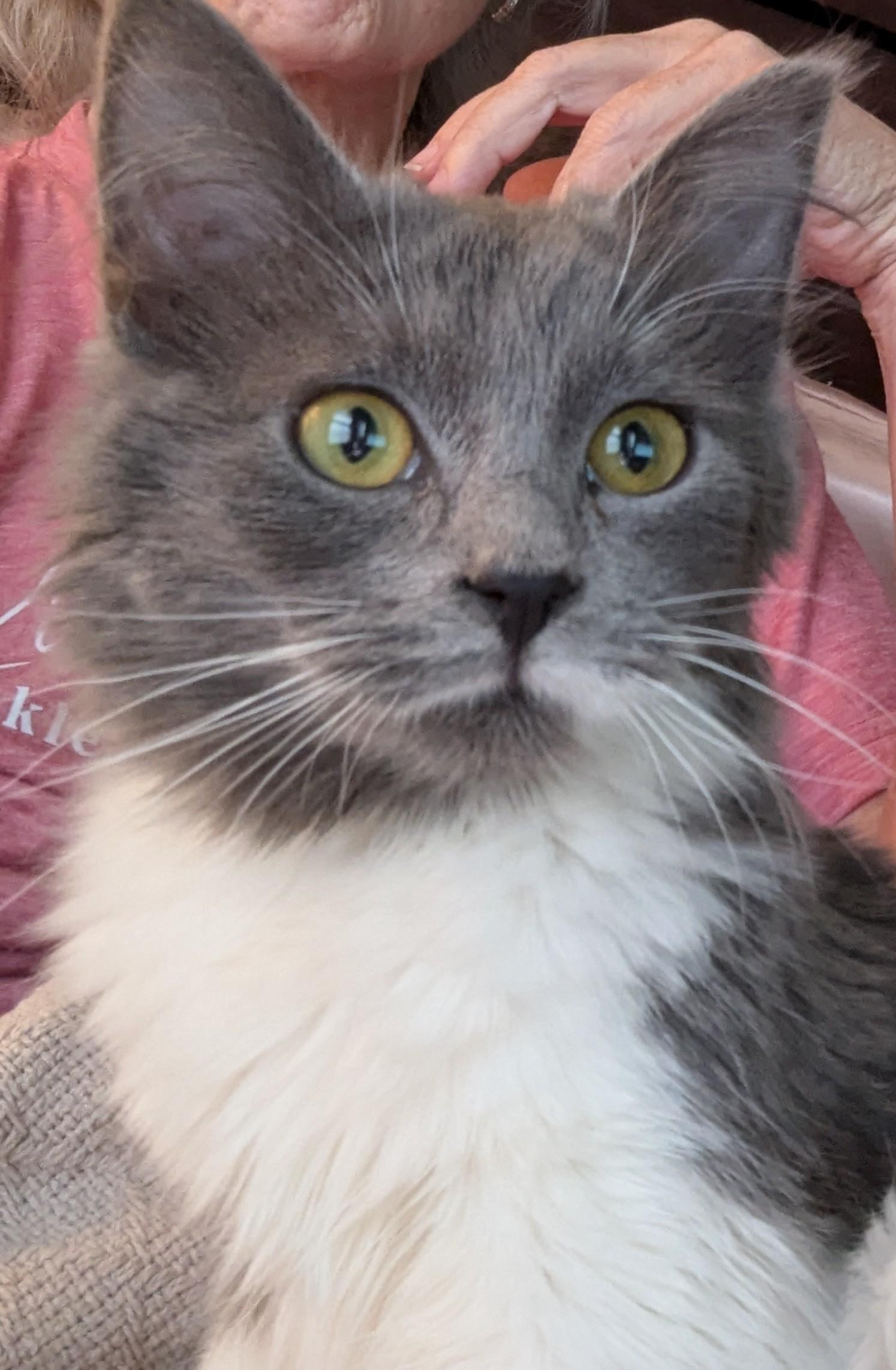 Enlarge Olive, an adopted Siberian in Malden, MA image 4/6