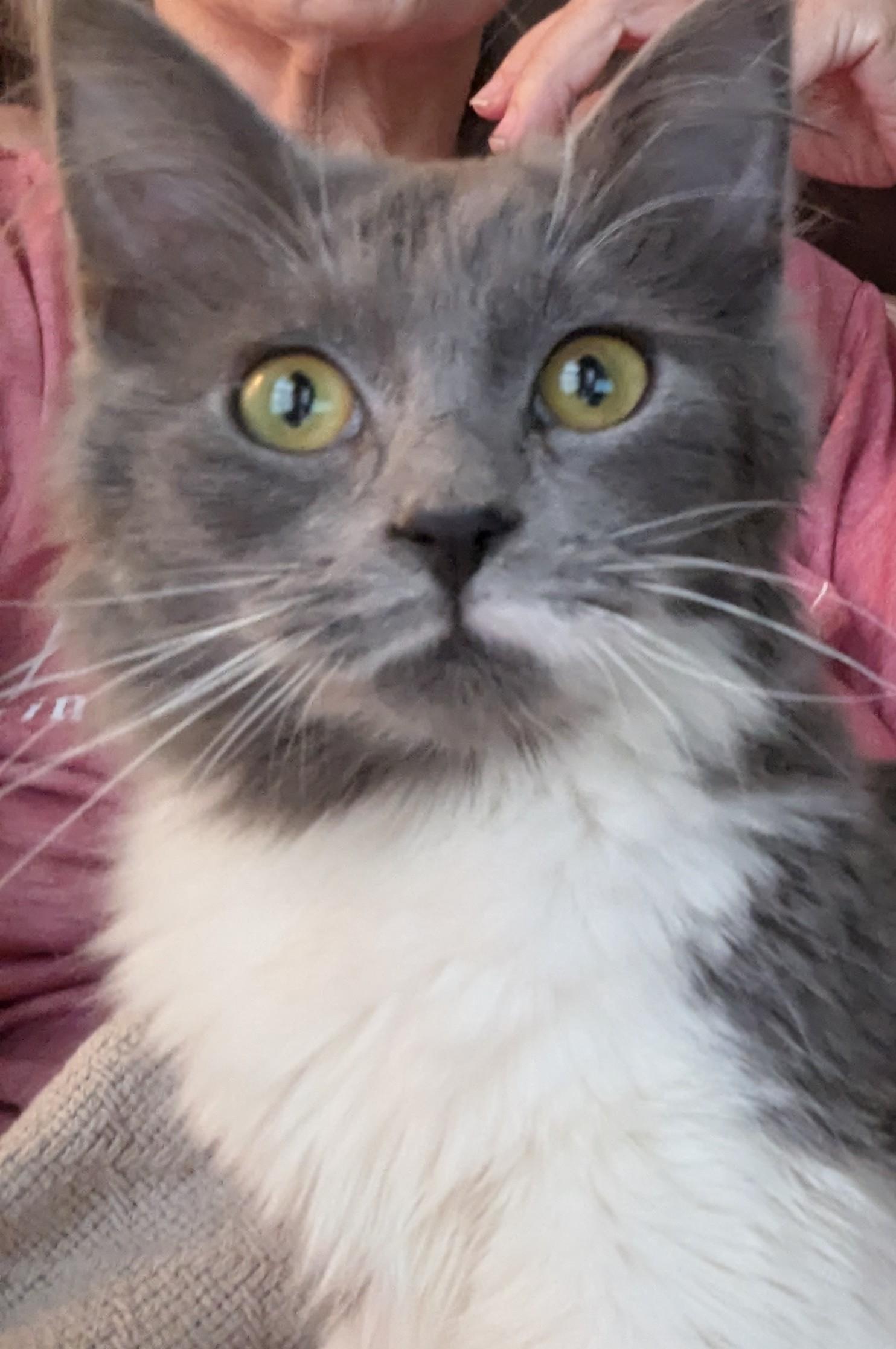 Olive, adopted, Kitten Female Siberian.