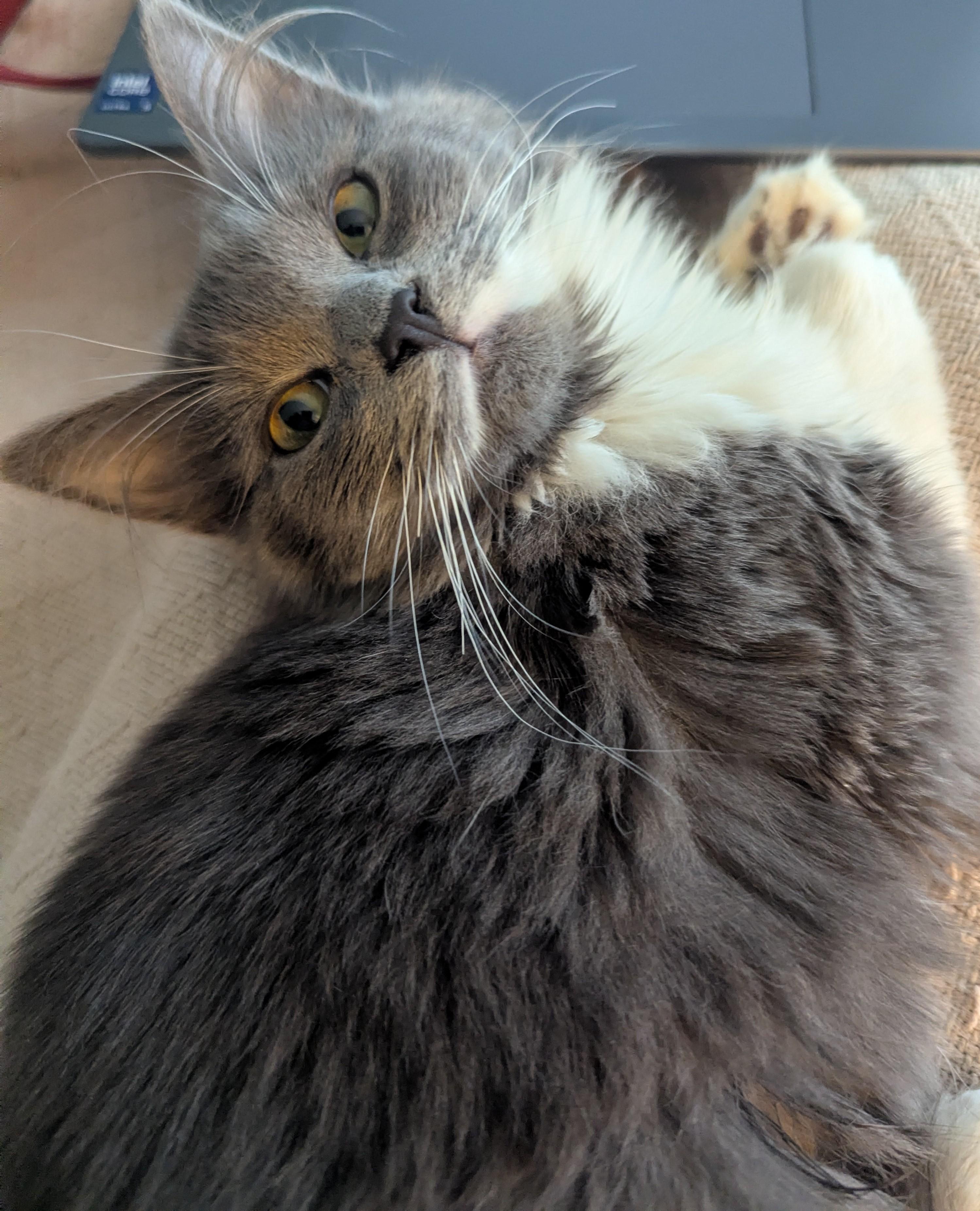 Enlarge Olive, an adopted Siberian in Malden, MA image 2/6