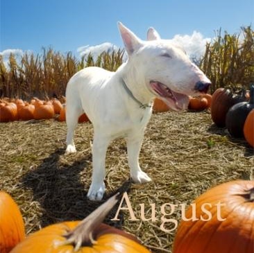 August, Adoptable, Adult Male Bull Terrier.