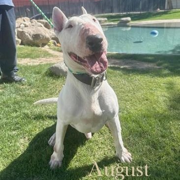 Enlarge August, a Adoptable Bull Terrier in Palm Desert, CA image 1/1